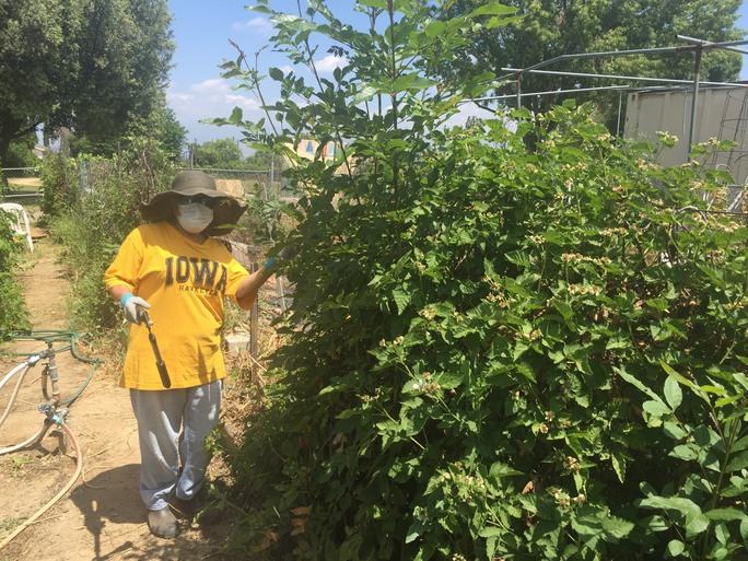 city community garden